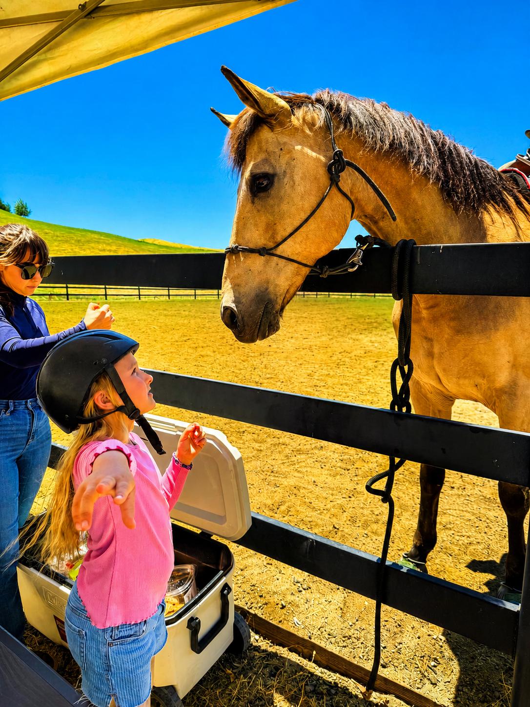 Horse at All Seasons Horse Riding