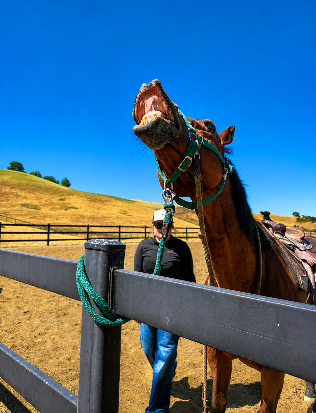 Horse at All Seasons Horse Riding